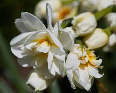 Image 70